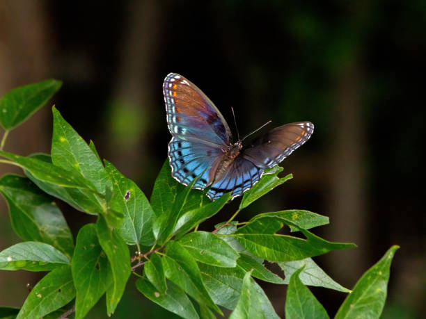 istock Red-spotted Purple Butterfly 1875066673