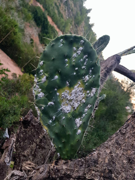 istock A single prickly pear pad rises from its dead source. White spots on the skin 1875069280