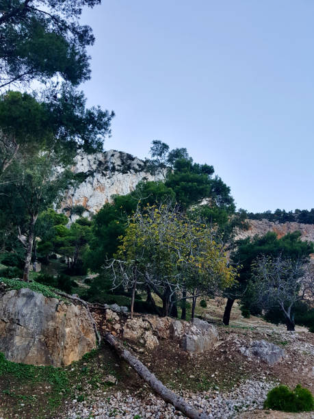 istock Fig and Pine Embrace the Mountain Air 1875069281
