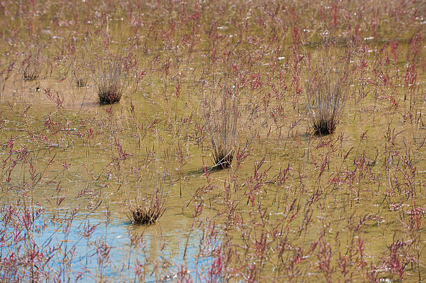 Saltern plantas - foto de stock