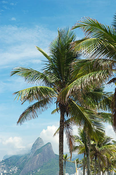istock Two Brothers Ipanema Beach Rio de Janeiro Palm Trees 187507474