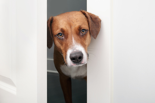 Cute brown puppy dog checking up on pet owner in room. Funny dog behavior. Dog open door concept. 2 years old, female Harrier mix. Selective focus.