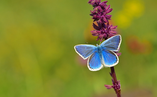 Butterfly Close Up