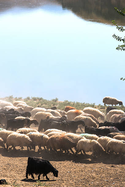 istock Flock of Sheep 187508173