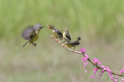 Olive-backed sunbird is feeding its chicks