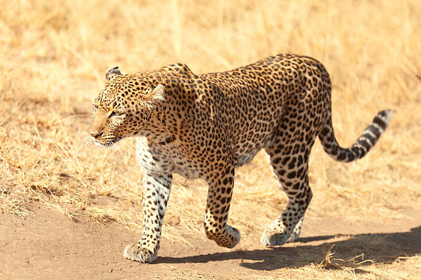 istock Female leopard in Masai Mara 187509408
