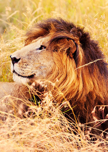 istock Male lion in Masai Mara 187509634