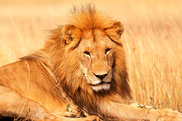 istock Male lion in Masai Mara 187509636