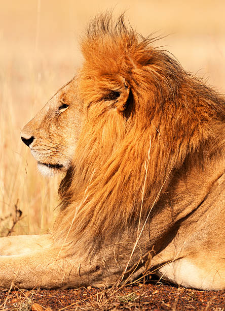 istock Male lion in Masai Mara 187509639