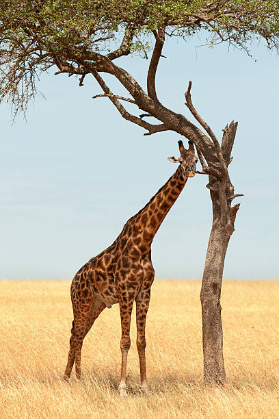 istock Giraffe in Masai Mara 187509652