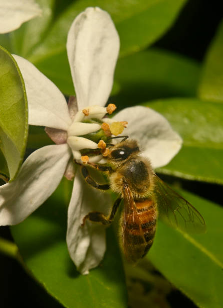 istock Apis mellifera, Honey bee on Mexican orange. 1875100697