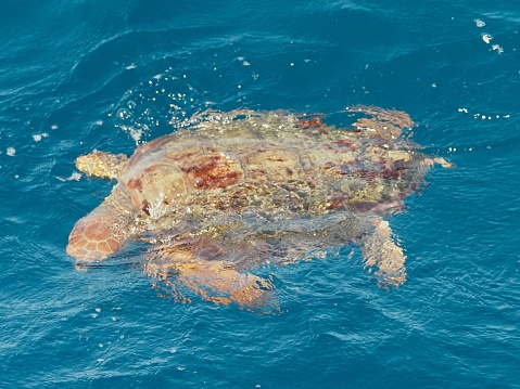 A single Loggerhead Turtle (Caretta caretta) swims on the surface of Atlantic Ocean waters south of the Spanish Canary Islands
