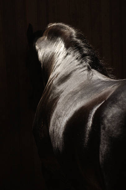 istock Frisian horse in the box 187510218