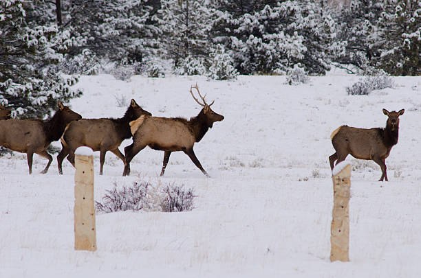 istock Elk Herd in the Snow 187510222