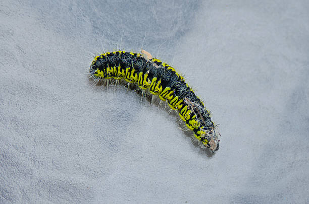 istock Rocky Mountain Agapema homogena Caterpillar 187510238