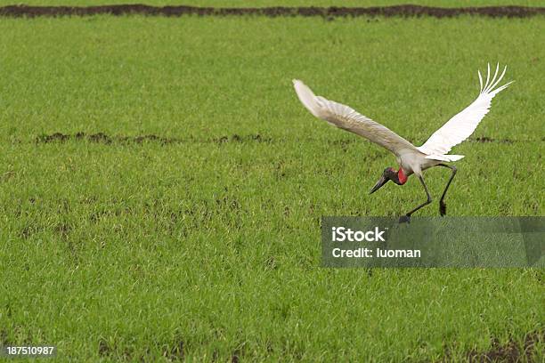 Pájaro En Un Campo De Arroz Foto de stock y más banco de imágenes de Agricultura - Agricultura, Aire libre, Ala de animal
