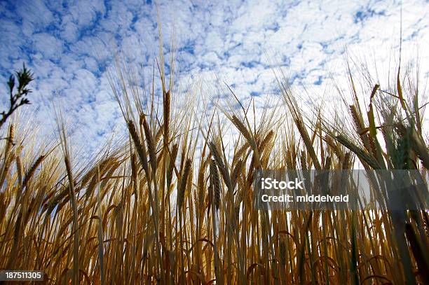 Pszenica Do Góry - zdjęcia stockowe i więcej obrazów Chmura - Chmura, Cirrocumulus, Fotografika