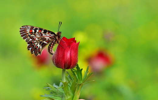 butterfly on the anemone