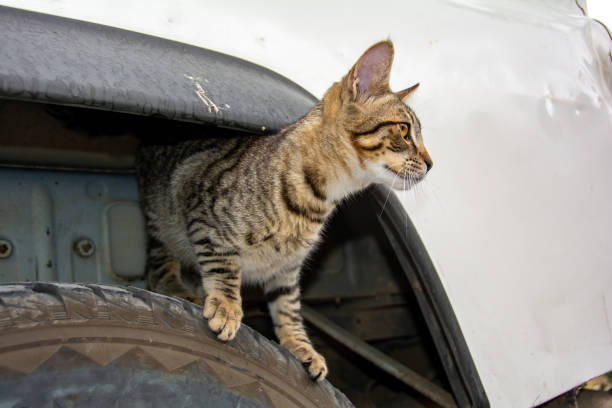 istock Gray striped cat in front of a car 1875119423