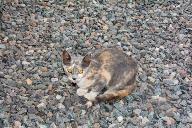 A wild gray street cat sits on gray gravel stones on the Canary Island of Gran Canaria in Spain