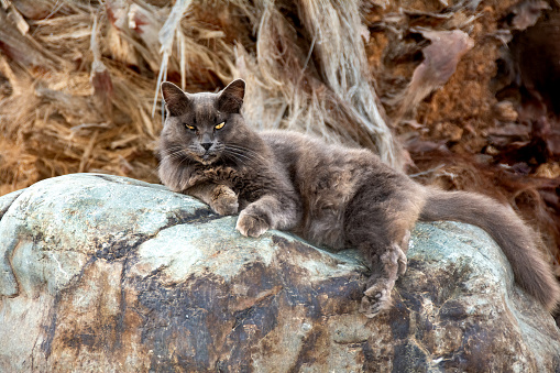 A wild gray fluffy street cat lies comfortably on a large rock in the sun, on the Canary Island of Gran Canaria in Spain