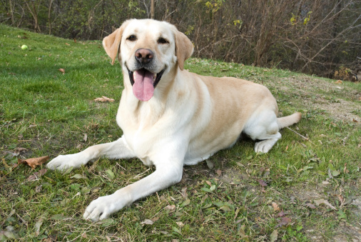 Happy golden retriever dog enjoying outdoors on the green grass. Summer in a city park. Pets welfare concept.