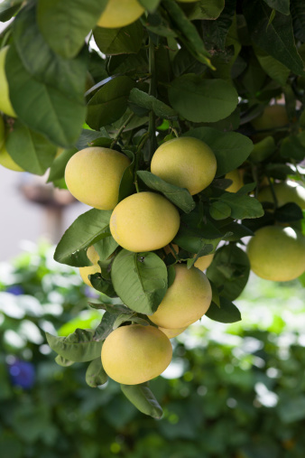 Grapefruit tree with fresh grapefruits.