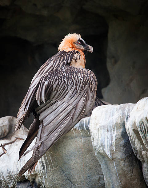 Griffon vulture in captivity in zoo.