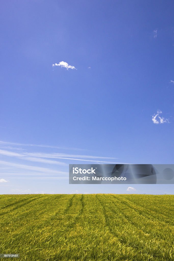 field of green field of green barley Agricultural Field Stock Photo