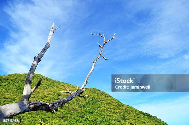 Natures Proste Piękno - zdjęcia stockowe i więcej obrazów Bez ludzi - Bez ludzi, Bezlistne drzewo, Biodegradowalny