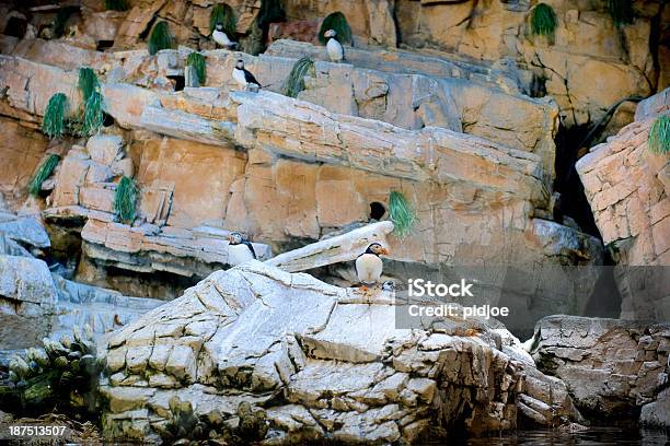 Photo libre de droit de Macareux Colony Au Zoo banque d'images et plus d'images libres de droit de Colonie d'animaux - Colonie d'animaux, Faune, Faune sauvage