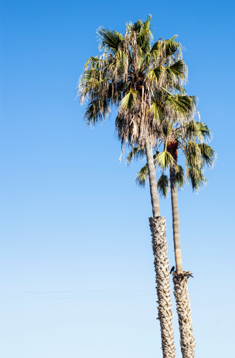 palm trees in the morning