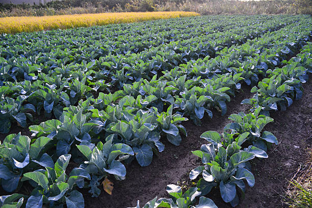 Broccoli vegetable fields stock photo