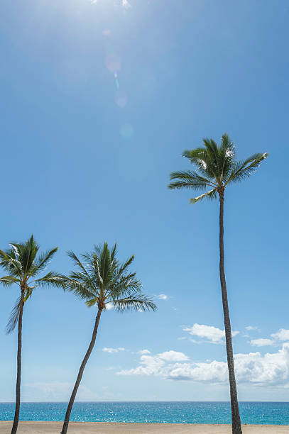 istock Tropical beach with Palm trees, Oahu Hawaii 187513784