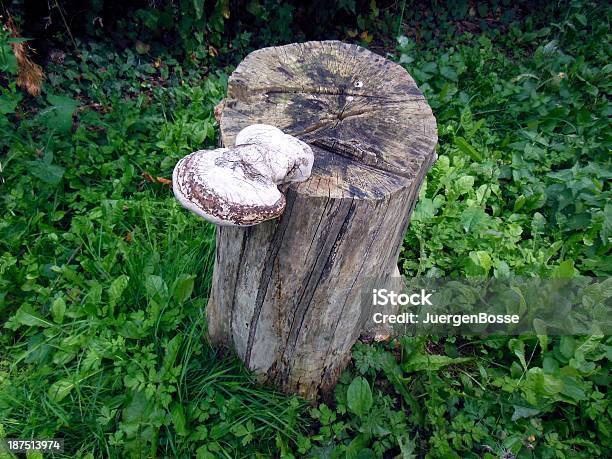 Pilz Stockfoto und mehr Bilder von Baum - Baum, Fotografie, Horizontal