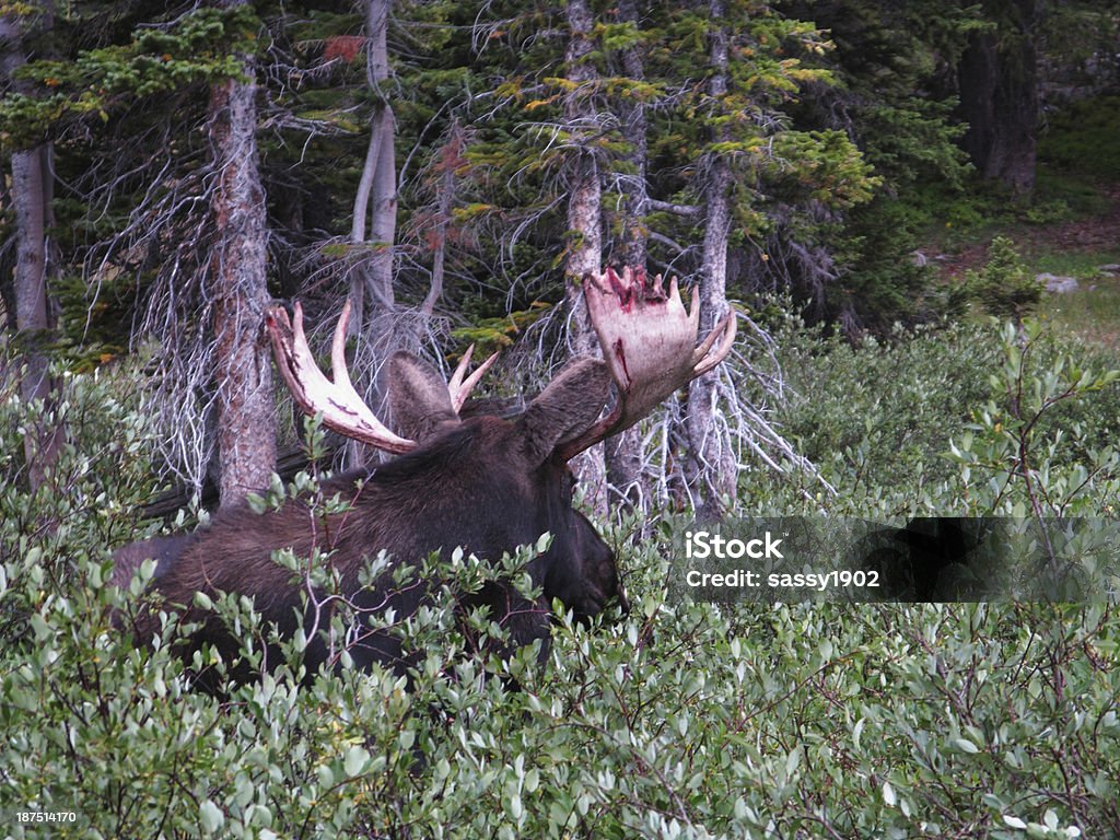 Moose mudar de pele de veludo AntlersCity in Oklahoma USA - Royalty-free Alce Foto de stock