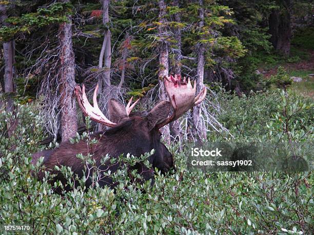 Moose Сбрасывать Velvet В Виде Оленьих Рогов — стоковые фотографии и другие картинки Бархат - Бархат, Без людей, Благополучие животных