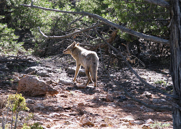 койот canis latrans - coyote desert outdoors day стоковые фото и изображения