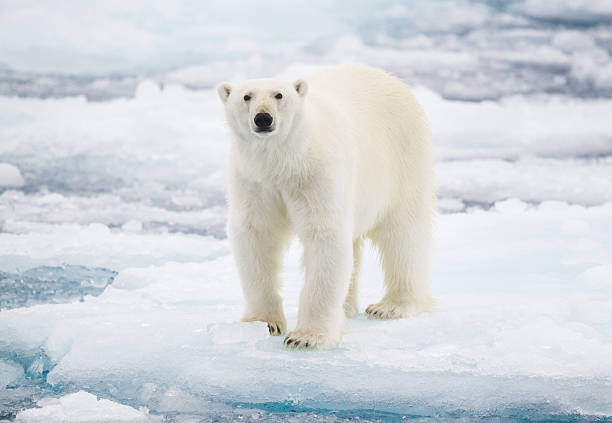 orso polare - polar bear arctic global warming ice foto e immagini stock