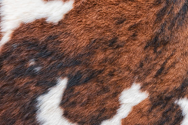 istock real cow skin fur 187514358