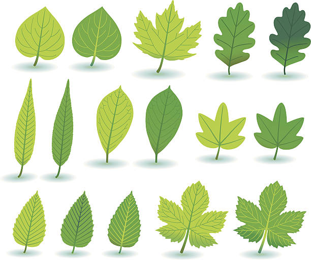 ilustraciones, imágenes clip art, dibujos animados e iconos de stock de verde planta-/y treeleafs. - baumblätter