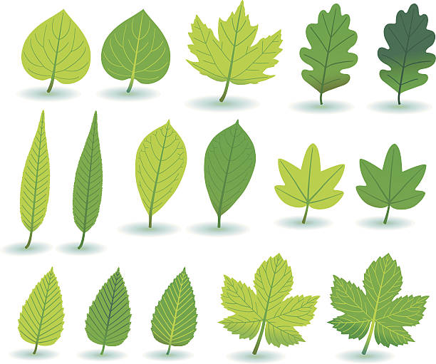green zakład-/i treeleafs. - dekorative stock illustrations