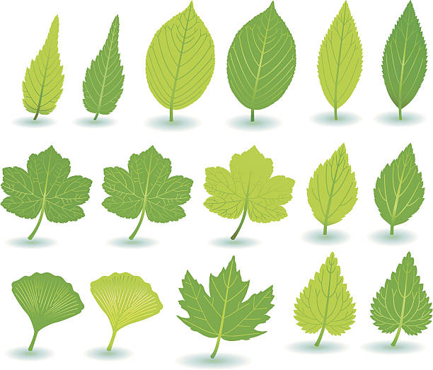 ilustraciones, imágenes clip art, dibujos animados e iconos de stock de verde planta-/y treeleafs - baumblätter