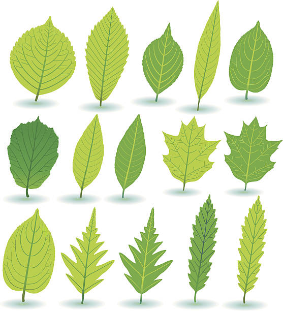 ilustraciones, imágenes clip art, dibujos animados e iconos de stock de verde planta-/y treeleafs. - baumblätter