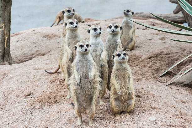 istock Meerkats crowd are standing on guard 187514967