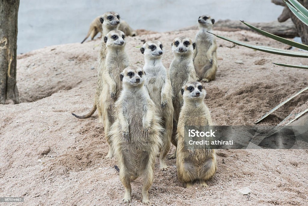 Meerkats tłum stoi przez strażnika - Zbiór zdjęć royalty-free (Afryka)