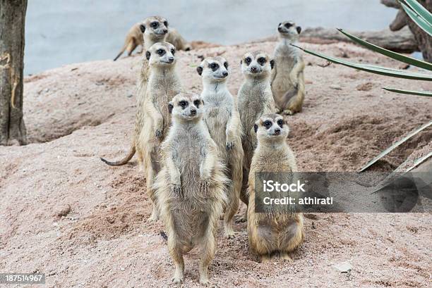 Meerkats Tłum Stoi Przez Strażnika - zdjęcia stockowe i więcej obrazów Afryka - Afryka, Czujność, Duża grupa zwierząt