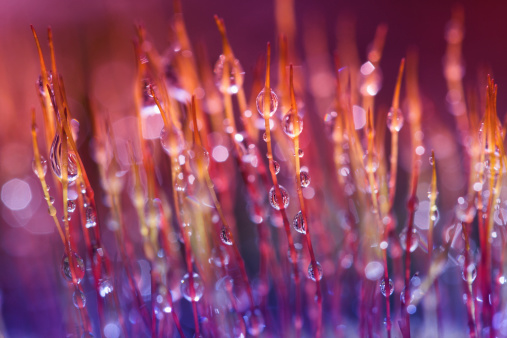 extreme macro of moss with droplets in tones of pink, purple and blue. Shallow depth of field with bokeh