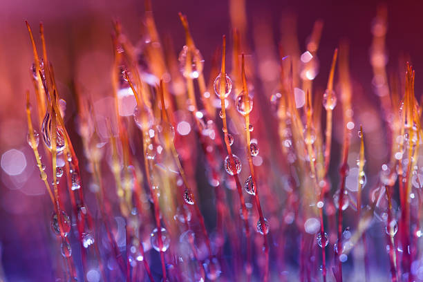 moss macro extreme macro of moss with droplets in tones of pink, purple and blue. Shallow depth of field with bokeh dew photos stock pictures, royalty-free photos & images