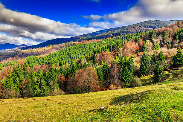istock pine trees near valley in mountains and autumn forest 187515416